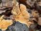 Bársonyos réteggomba (Stereum subtomentosum), Mecsek